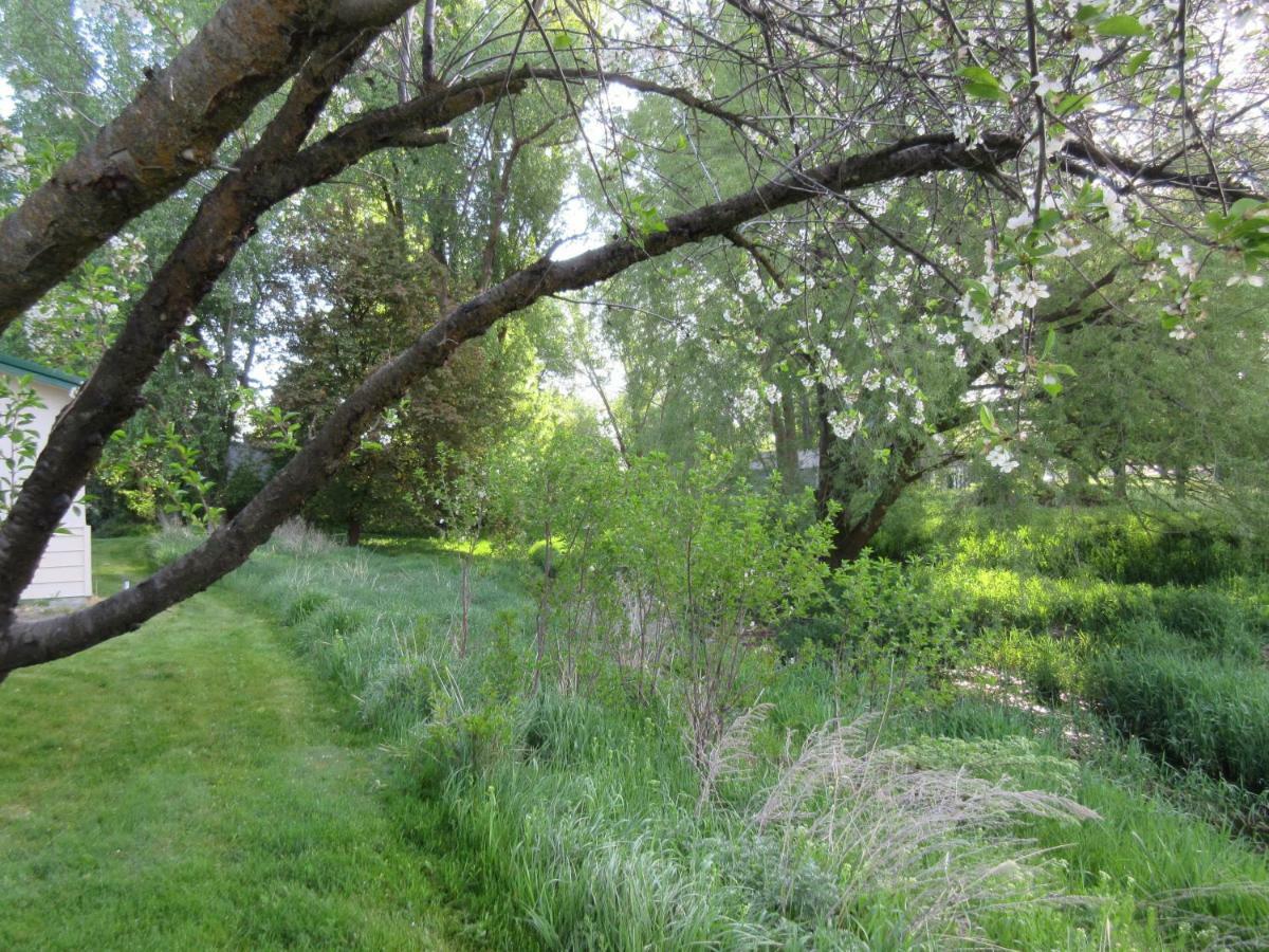 The Willows *